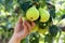 Men hand gardener pulls harvesting off an pear from branch of the tree