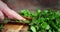 Men hands put chopped parsley on a plate.