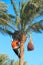 Men harvest dates on palm tree. Workers gather dates growing on palm tree