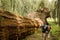 Men Hiking Along Fallen Redwood Tree