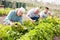 Men and mature woman during dripping potatoes in garden