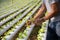 Men are measuring the growth of hydroponic salad vegetables in the nursery.concept