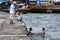 Men play in the Bosphorus in Istanbul in Turkey as a fisherman waits for a bite on his fishing rod.