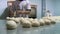 Men Preparing Dough Balls In A Kitchen, Bolivia