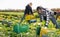 Men professional gardeners during harvesting of celery