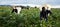 Men professional gardeners picking artichokes in rural