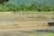 Men in the rice field.