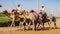 Men ride camels with others nearby to train for racing  in close quarters