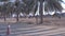 Men riding camels in a desert surrounded by palm trees in the United Arab Emirates | Traditional Arabian lifestyle