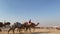 Men riding camels in a desert surrounded by palm trees in the United Arab Emirates | Traditional Arabian lifestyle