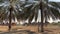 Men riding camels in a desert surrounded by palm trees in the United Arab Emirates | Traditional Arabian lifestyle