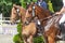 Men riding chestnut and bay horses