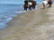 Men riding horses on the beach . Horseback riding on mediterranean coastline . Tuscany, Italy