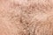 Men`s hairy chest. Hair on the male breast