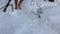 Men`s hairy legs go barefoot in the snow