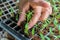MenÂ´s hand with seedlings of paprika germinating, seedlings in germination trays