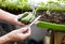 Men\\\'s hands harvests cuts the cucumber with scissors