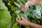 Men\\\'s hands harvests cuts the cucumber with scissors