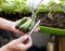 Men\'s hands harvests cuts the cucumber with scissors