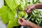 Men\'s hands harvests cuts the cucumber with scissors