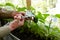 Men\\\'s hands harvests cuts the green peppers with scissors