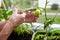 Men\\\'s hands harvests cuts the tomato plant with scissors