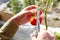 Men\\\'s hands harvests cuts the tomato plant with scissors
