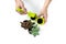 Men`s hands hold a flower pot. Stay home and gardening. Replanting flower in indoor garden. Potted green plants at home