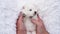 men's hands hold and stroke a small white puppy Japanese Spitz.