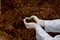 Men`s hands in protective white gloves hold soil with seedling. Little green plant, nature conservation, ecology