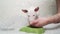 men's hands put dog food. a mini bull terrier puppy eats food from a green bowl.