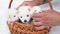 men's hands put four white puppies in basket. breeding dogs breed Japanese Spitz