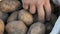 Men`s hands touch potatoes. Large potatoes in bag. Huge potato harvest close up view