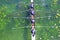 Men`s quadruple rowing team on green water