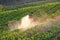 Men from Thailand spraying strawberry plant