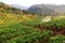 Men from Thailand spraying strawberry plant