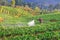 Men from Thailand spraying strawberry plant