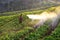 Men from Thailand spraying strawberry plant Men from Thailand spraying straw