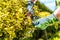 Men Trimming Garden Plants