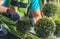 Men Trimming Garden Plants