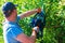 Men Trimming Hedge