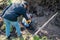 Men use a metal detector to search for artifacts in the hole left when a tree fell