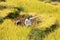 Men and Women cut rice terrace fields in Ha Giang