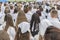 Men and women in white clothes prepare to receive water baptism