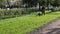 Men in work uniform mow the grass with a lawnmower