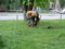 men workers with gas handheld string trimmers equipment during grass cutting team works. Poltava, Ukraine, May 12, 2019