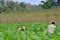 Men working on Cuba tobacco plantation.