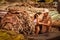 Men working at a tannery. Marrakesh. Morocco