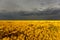 Menacing dark stratocumulus clouds over the yellow steppe