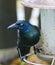 A menacing iridescent blue Common Grackle